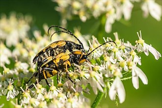 Spotted Longhorn,