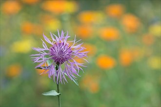 Greater knapweed,