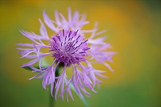 Greater knapweed,