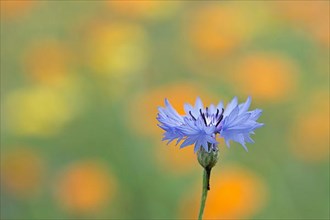 Cornflower,