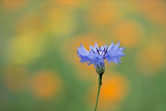 Cornflower,