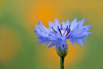Cornflower,