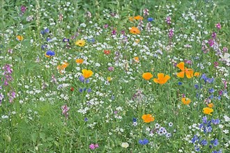 Flower meadow with California poppy,