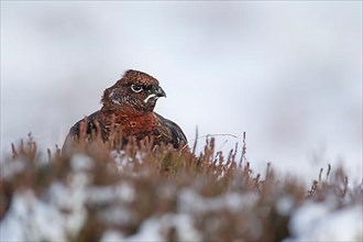 Red grouse,