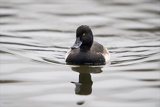 Tufted duck,
