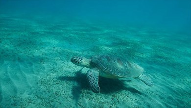 Big Sea Turtle green swim above seabed covered with green sea grass. Green sea turtle,