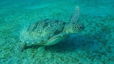 Big Sea Turtle green swim above seabed covered with green sea grass. Green sea turtle,