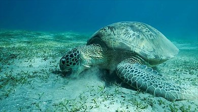 Big Sea Turtle green eats green sea grass on the seabed. Green sea turtle,