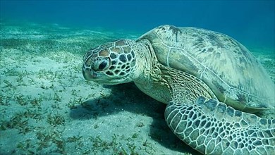 Big Sea Turtle green on seabed covered with green sea grass, Green sea turtle