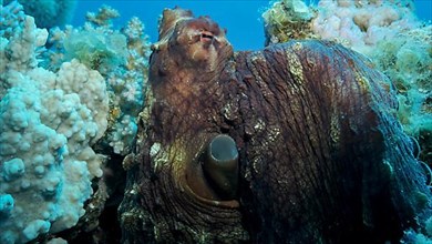 Portrait of big red Octopus sits on the coral reef. Common Reef Octopus,