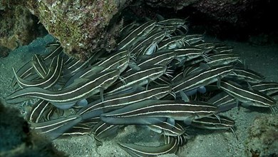 School of Striped Catfish are hiding inside a coral cave. Striped Eel Catfish,