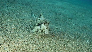 Close-up of Boxfish swims over sandy bottom. Thornback Boxfish or Camel Cowfish,