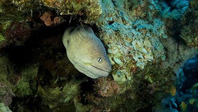Close-up portrait of Moray peeks out of its hiding place. Yellow-mouthed Moray Eel,