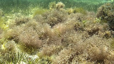 Dense thickets of red algae, brown algae and green seagrass in shallow water in the rays of sunlight. Underwater landscape