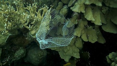 Discarded kitchen plastic storage net shopping hang down of coral reef. Plastic pollution of the ocean. Plastic mesh bag hanging on a beautiful coral reef. Red sea, Egypt