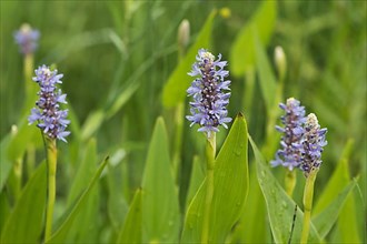 Pickerelweed,