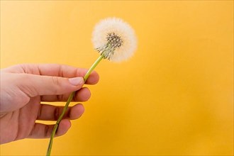 Hand holding White Dandelion flower on background,