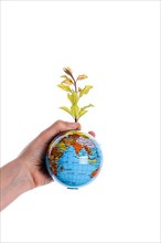 Hand holding a tree seedling on globe in hand on white background,