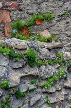 Castle wall with bearded bellflower,