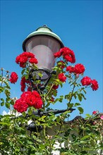 Old streetlamp with roses against blue sky in the old idyllic town of Ystad, Scania