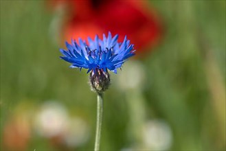 Flower of a cornflower,