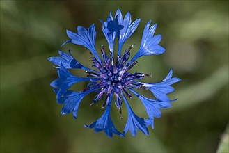 Flower of a cornflower,