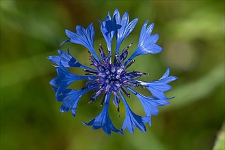 Flower of a cornflower,