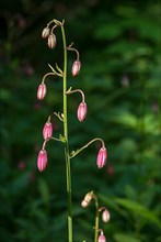 Bud of the martagon lily,