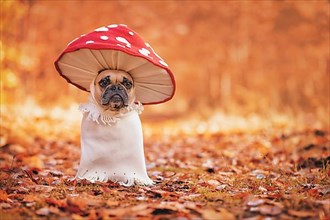 Funny French Bulldog dog in unique fly agaric mushroom costume standing in orange autumn forest with copy space,