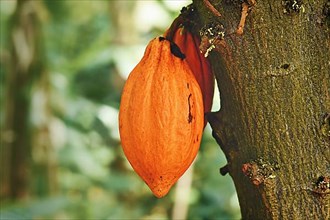 Orange pod with cocoa beans hanging on 'Theobroma Cacao' Cacao tree,
