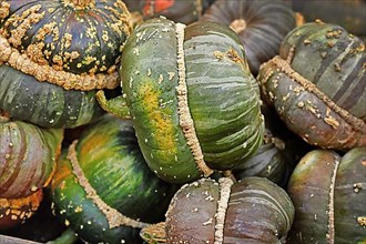 Green colored Turban squash with warts on skin on pile,