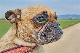 Dog with eye injury and green liquid from fluorescein dye test to detect corneal ulceration,
