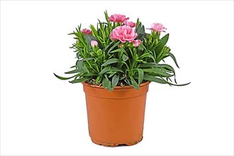 Potted pink,