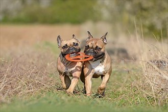 Two French Bulldog dogs playing fetch together with flying disc toy,
