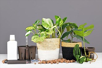 Various tools for keeping houseplants in passive hydroponics clay pellets system,