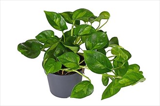 Two colored tropical 'Epipremnum Global Green' houseplant in flower pot on white background,