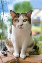 Calico Cat with green eyes sitting on balcony with cat safety net,