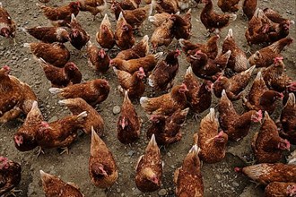 Chickens of an organic free-range farm near Buchendorf in Upper Bavaria, Germany