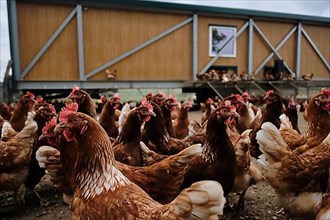 Chickens of an organic free-range farm near Buchendorf in Upper Bavaria, Germany
