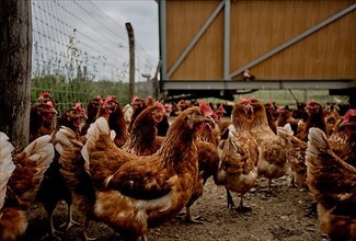 Free-range chickens on an organic farm near Buchendorf in Upper Bavaria, Germany