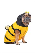 French Bulldog wearing Halloween bee dog costume isolated on white background,