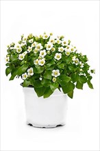 White Exacum Affine Persian violet plant with small flowers in full bloom in pot isolated on white background,