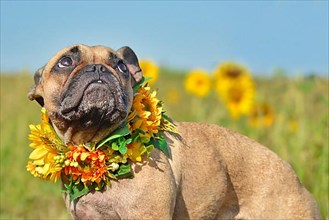 French Bulldog dog wearing a floral sunflower collar while looking up in flower field,
