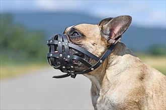 French Bulldog dog with short nose wearing a leather muzzle for protection against biting,