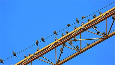 Birds sitting on a yellow crane boom. Blue cloudless sky in the background,