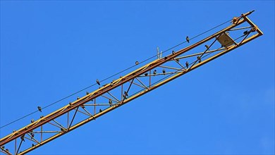 Birds sitting on a yellow crane boom. Blue cloudless sky in the background,