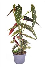 Potted 'Begonia Maculata' houseplant with white dots on white background,