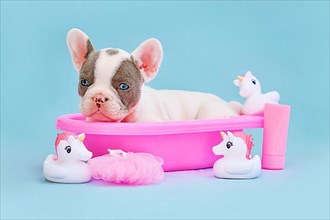 Isabella pied French Bulldog dog puppy in pink bathtub with rubber ducks on blue background,