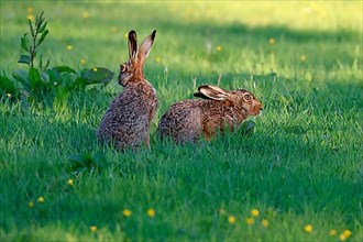Two European hares,