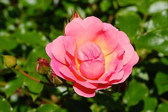 Flower of the shrub rose,